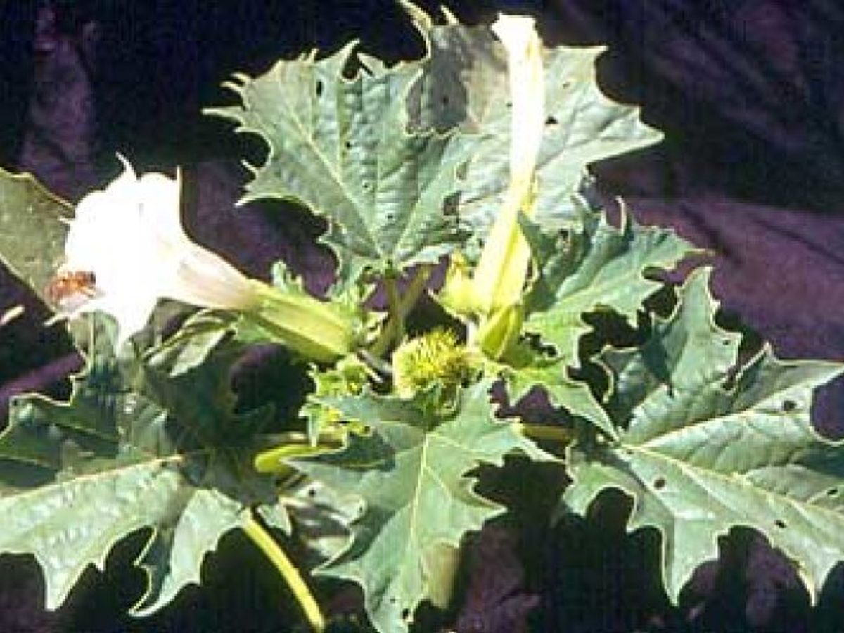 estramonio-extra-extra-planta-del-diablo-barcelona-noticias