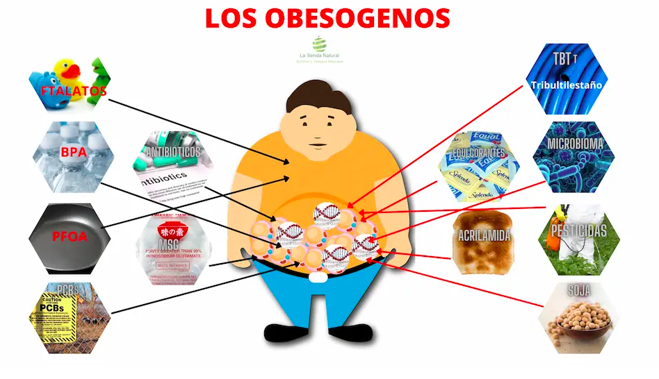 obesogenos.excusa-para-los-gordos-barcelona-noticias