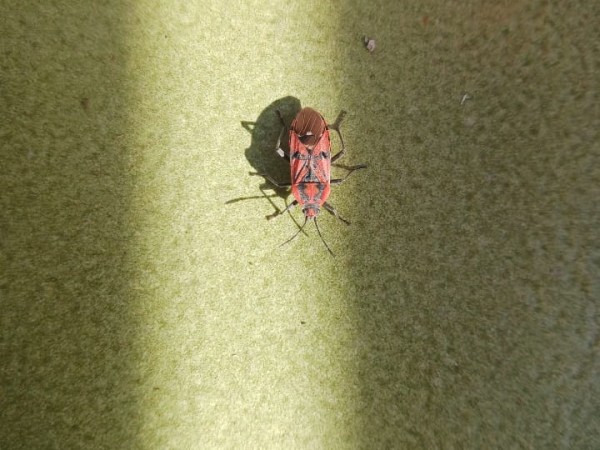 Que som, soomm porcs, doncs&nbsp;no.