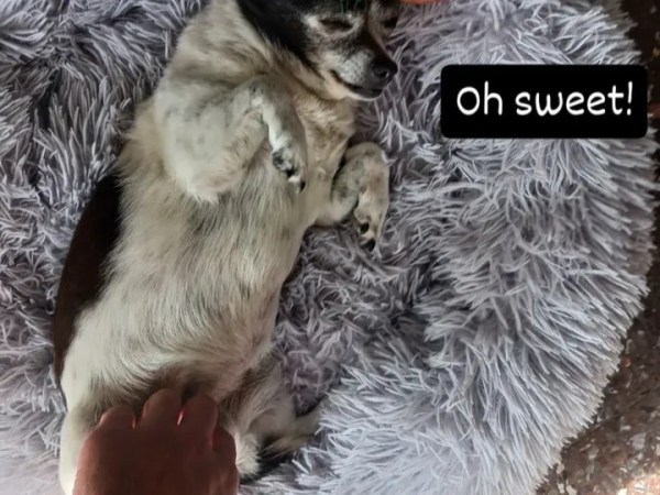 Tiempos revueltos, donde está mi&nbsp;filete.